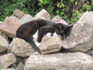 resting cat